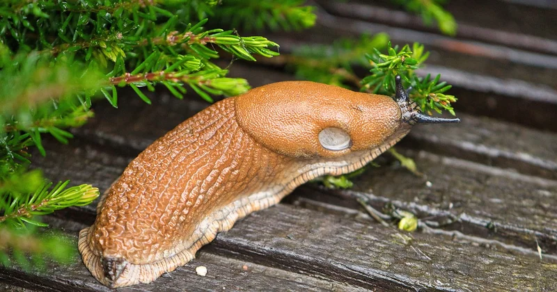 Quelle est la traduction française de « a slug » ?