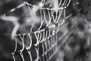 Comment s’appelle l’image d’une personne renvoyée par le web ?