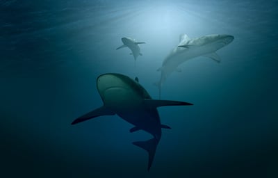 requin