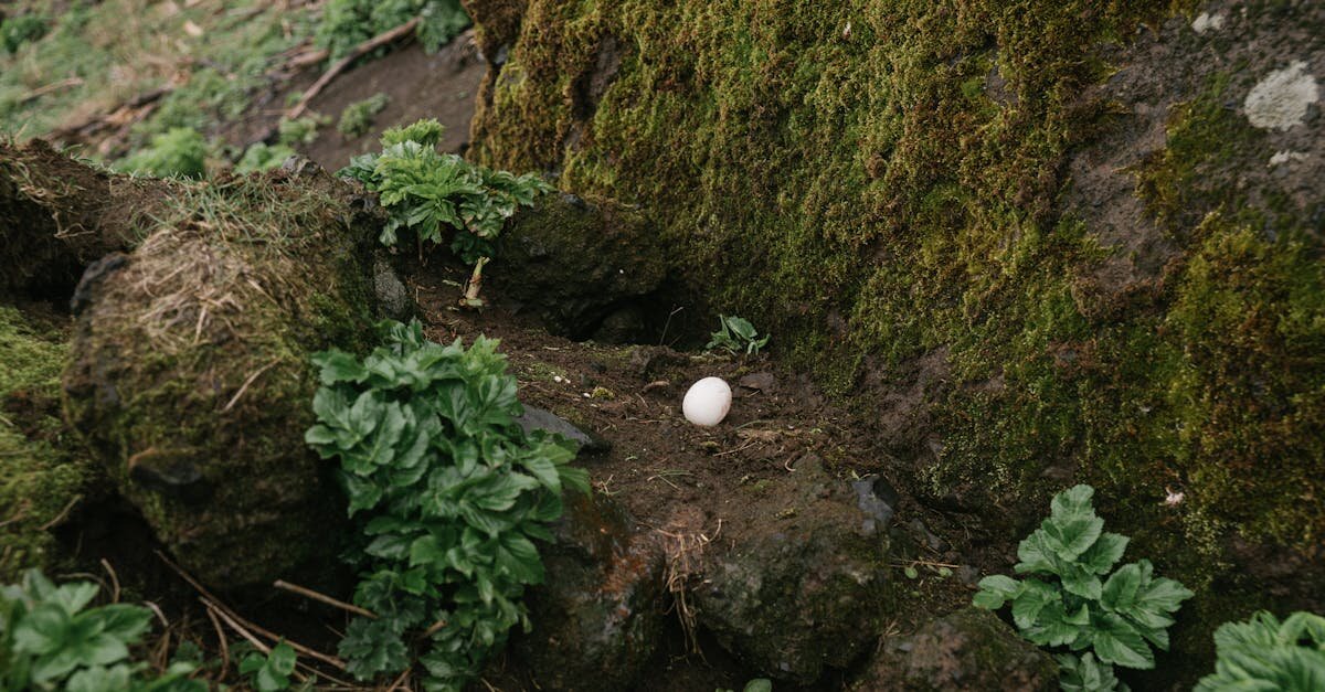 Incubateur : Comment ces structures propulsent les startups vers le succès