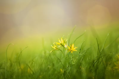 fleurs