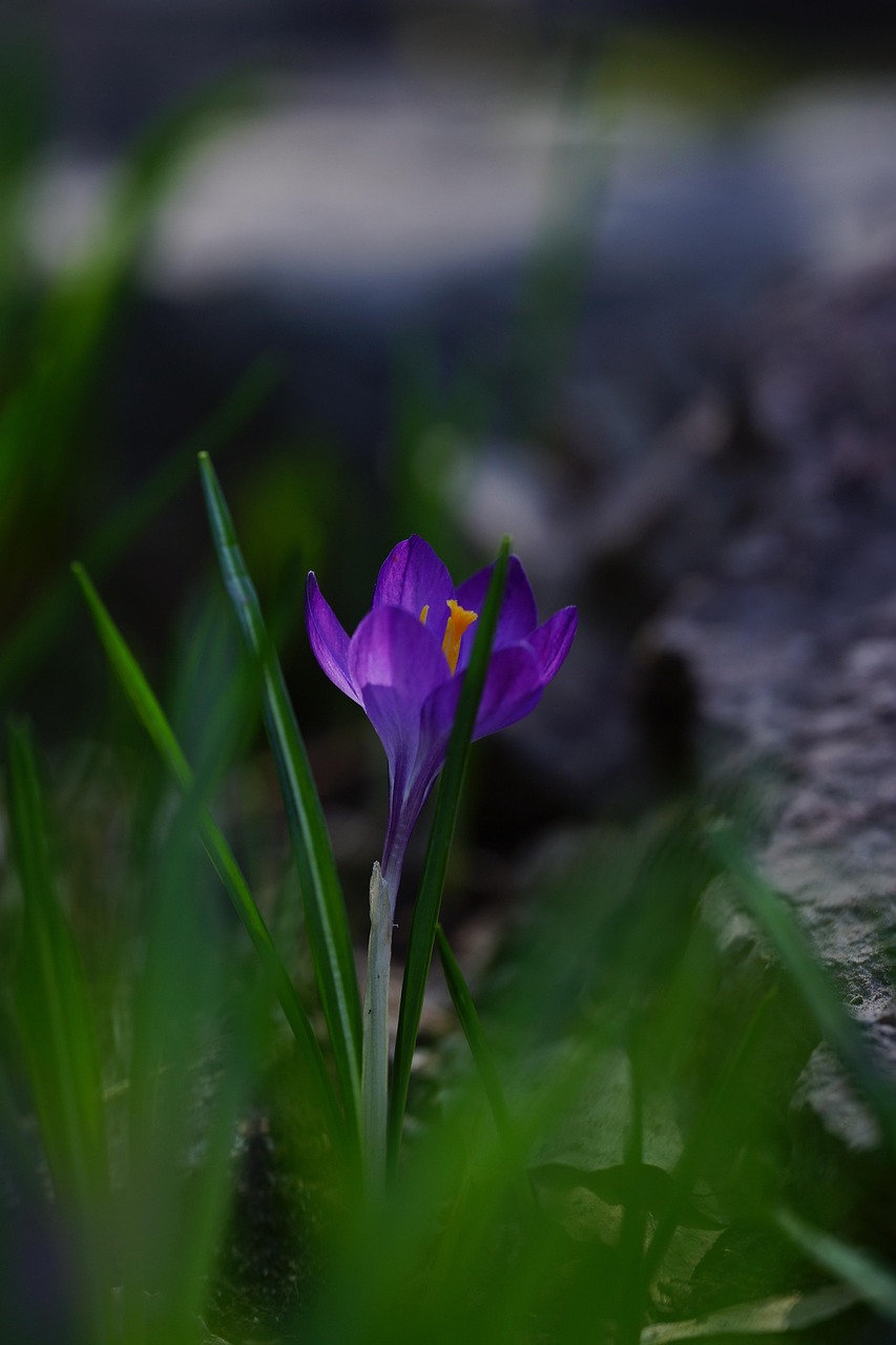 découvrez tout sur le safran, l’épice la plus précieuse du monde : son histoire, ses bienfaits, ses utilisations culinaires et ses secrets de culture. informations, conseils et recettes autour du safran.